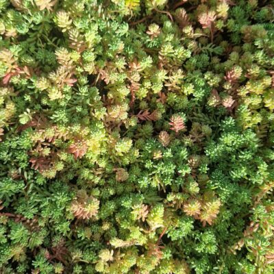 Sedum lada