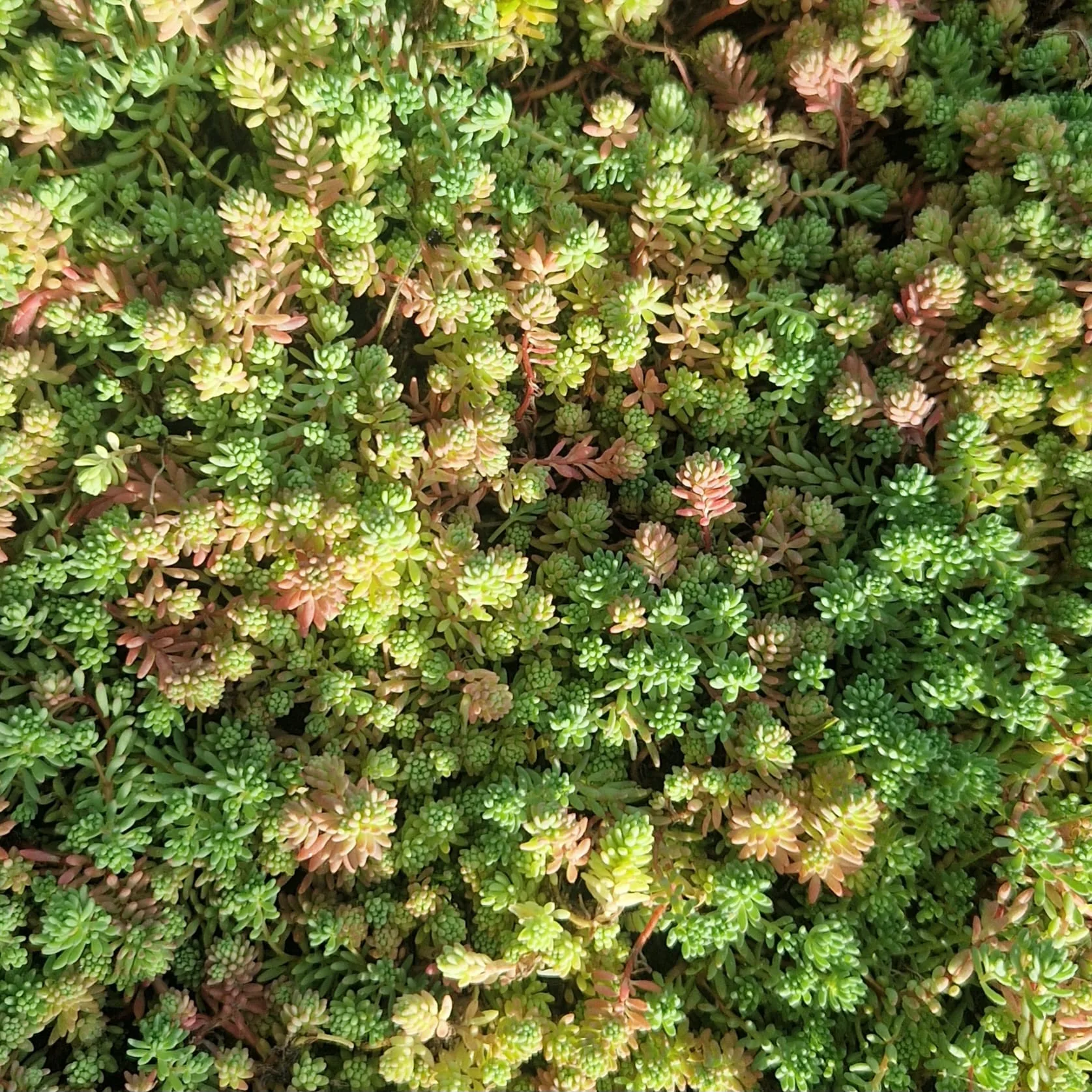 WhatsApp Image 2025-10-11 at 09.39.46_dcd66685 Sedum lada - imagine 1