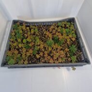 Sedum lada - imagine 4