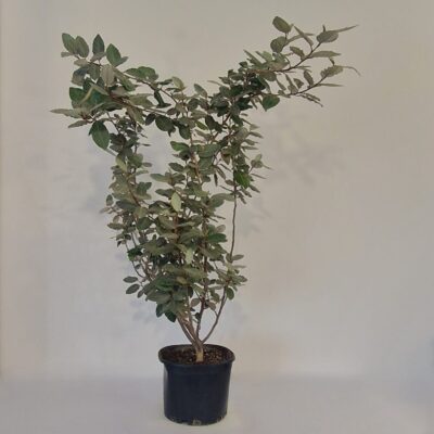 Elaeagnus  ebbingei 'Compacta'