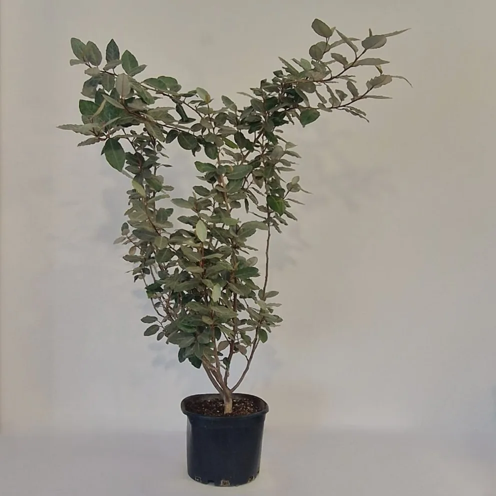 Elaeagnus  ebbingei 'Compacta' - imagine 1