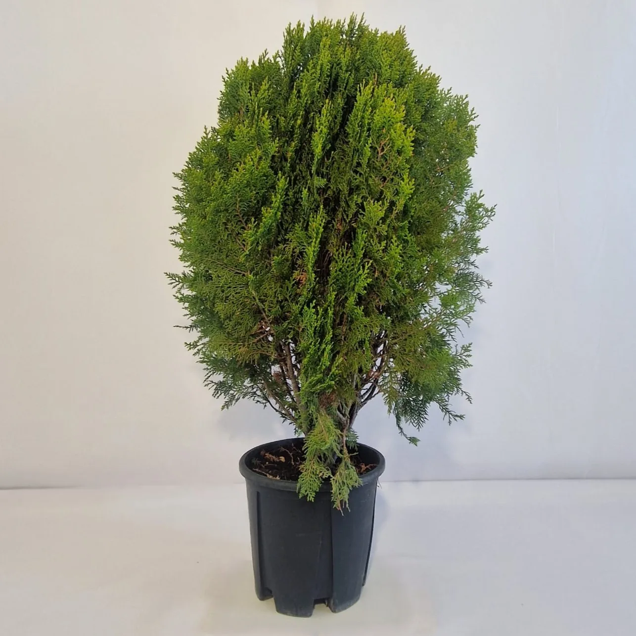 Thuja occidentalis 'Aurea Nana' - imagine 1