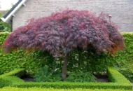 Acer Palmatum Dissetum Garnet - imagine 2