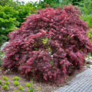 Acer Palmatum Inaba Shidare - imagine 3