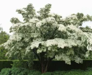 Cornus kousa "Milky Way"