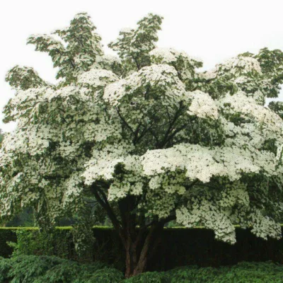 Cornus kousa "Milky Way"