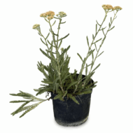 Achillea ‘Terracotta’ - imagine 2