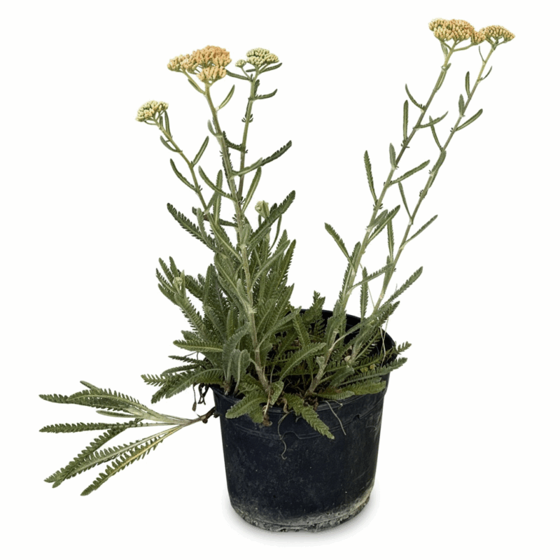 Achillea ‘Terracotta’ - imagine 2