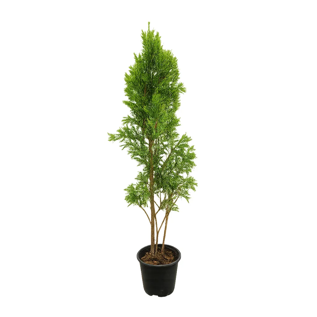 Thuja Smaragd - imagine 1