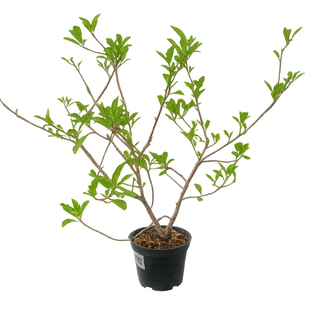 Photinia Variegata - imagine 1