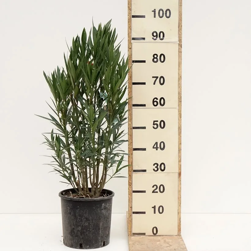 Leandru Tufa - imagine 1