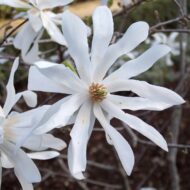 Magnolia stellata bianca