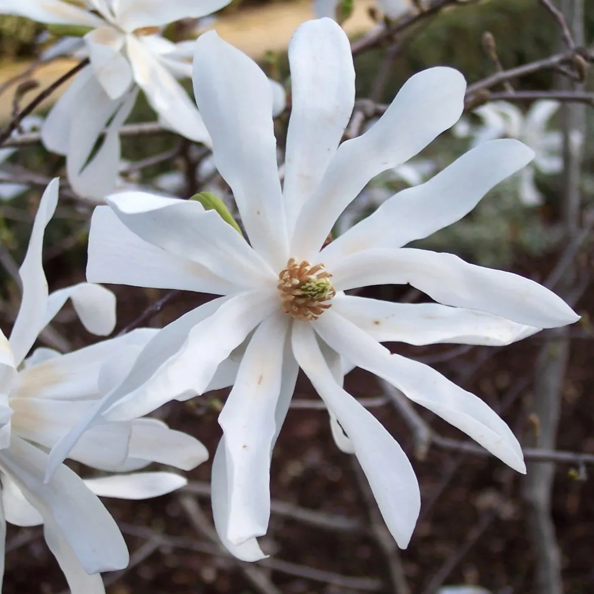 Magnolia stellata bianca - imagine 1