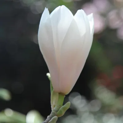 Magnolia Alba Superba