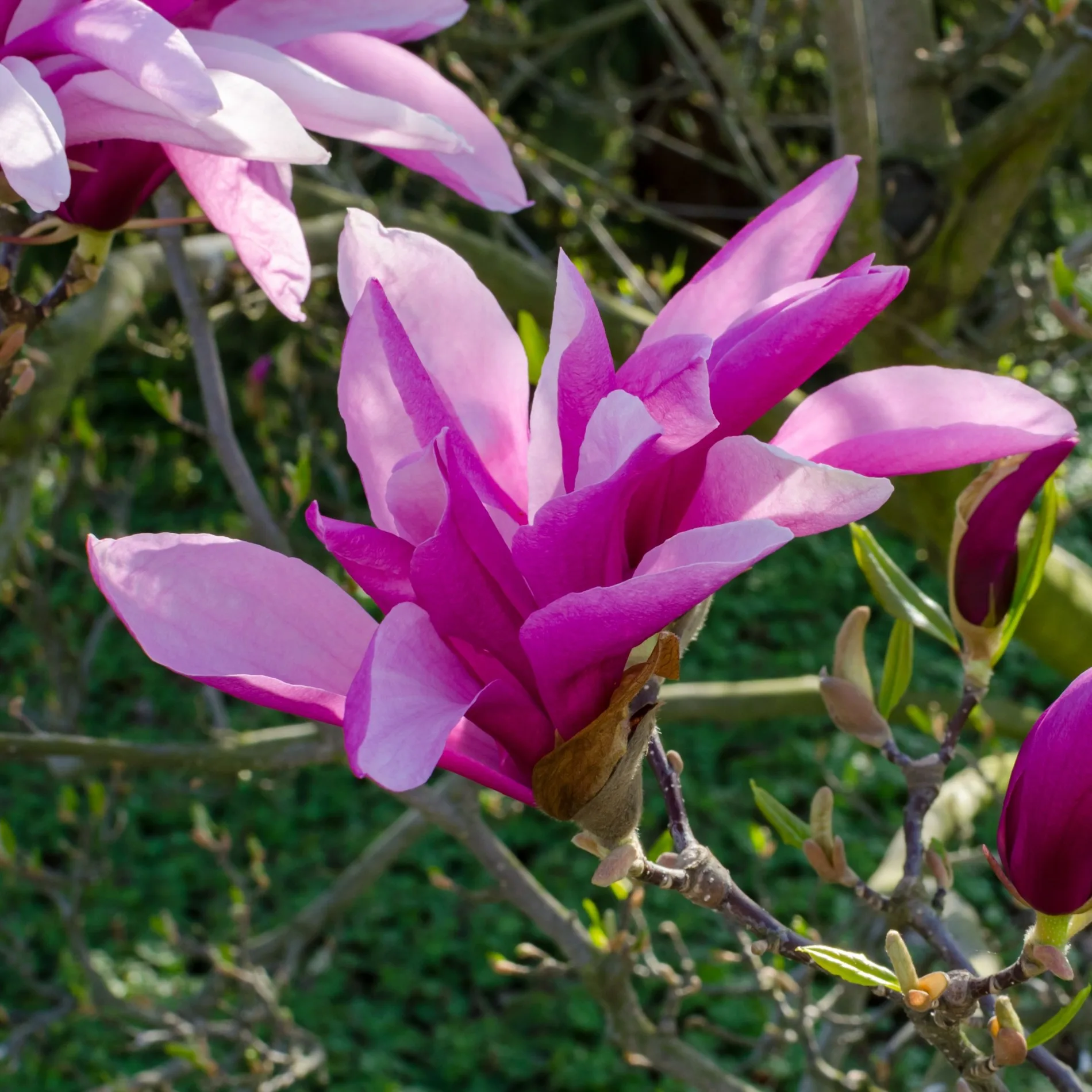 Magnolia 'Betty' - imagine 1