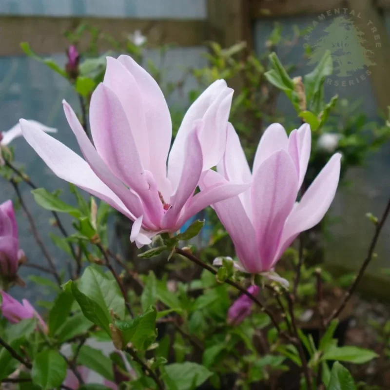 Magnolia 'George Henry Kern' - imagine 1