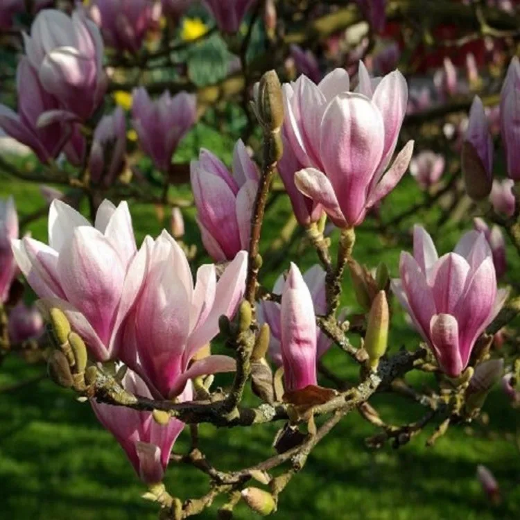 Magnolia soulangeana - imagine 1