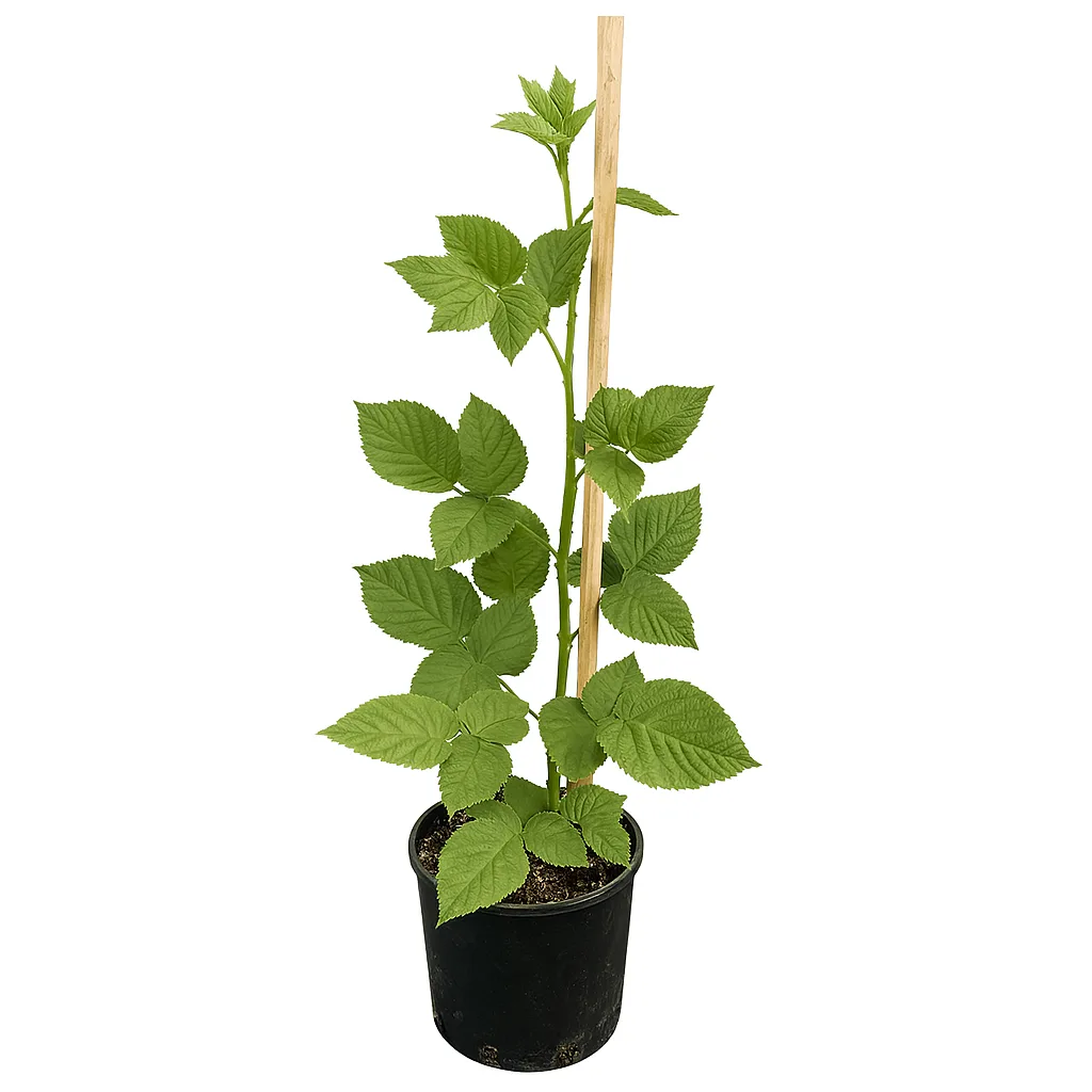 Murele fără spini - imagine 1