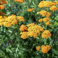 Achillea ‘Terracotta’