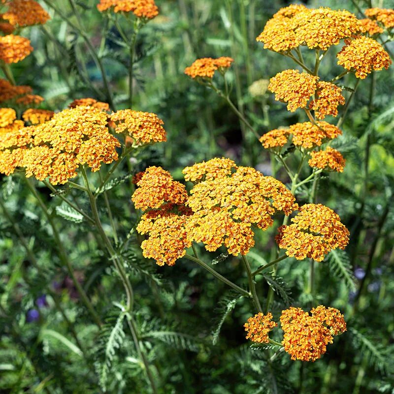 Achillea ‘Terracotta’ - imagine 1