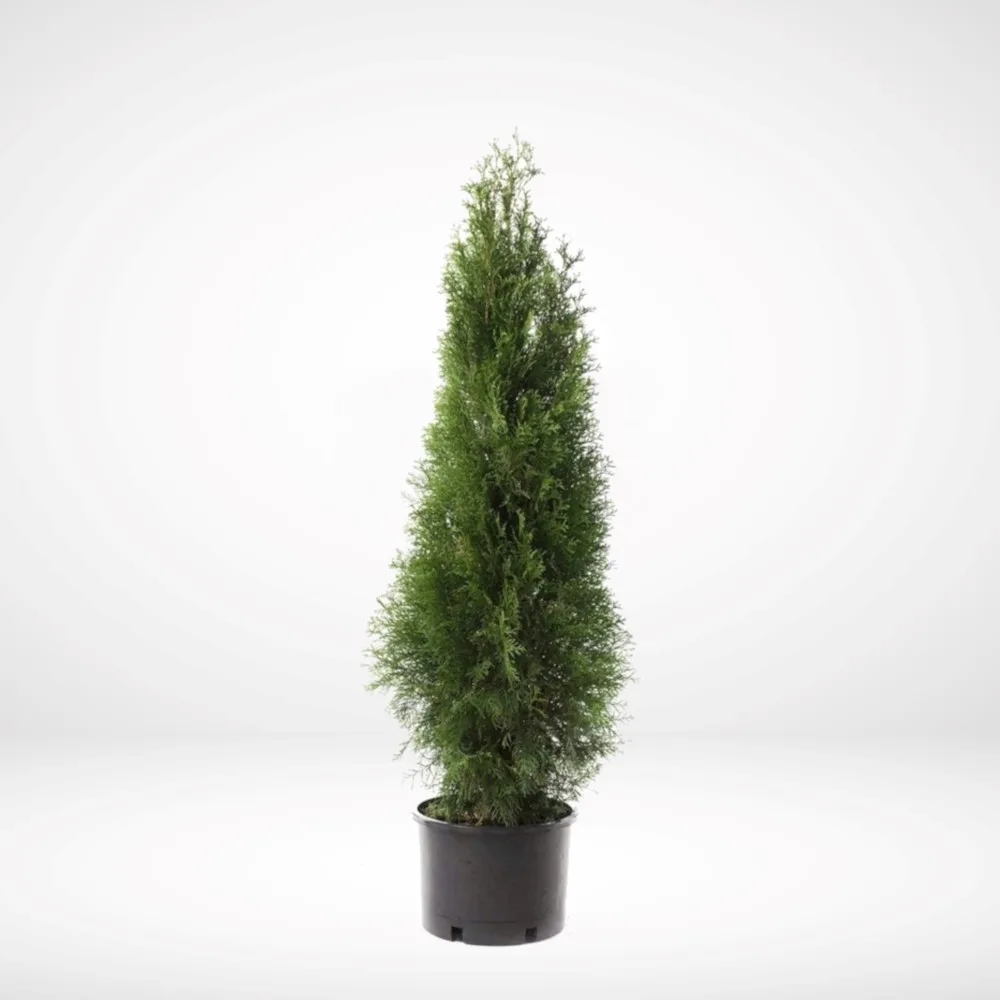 Thuja 'Smaragd' - imagine 1
