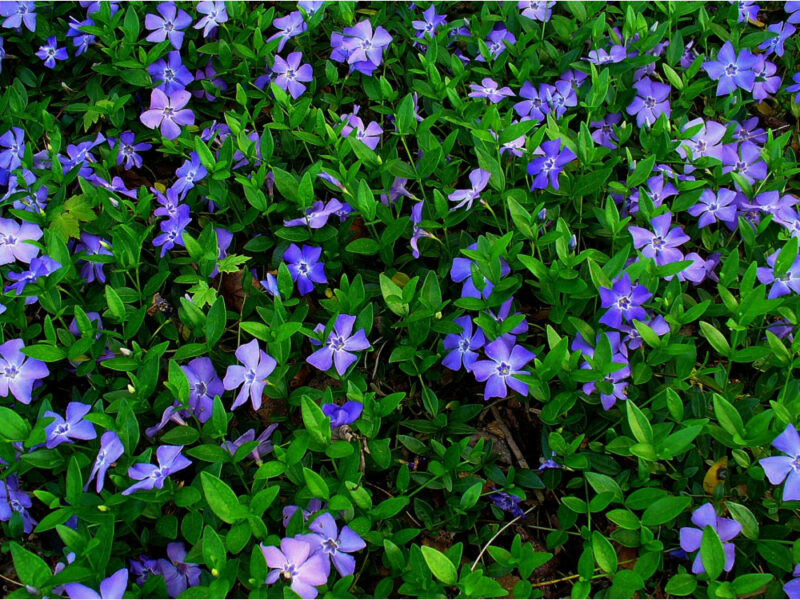 Vinca Minor - imagine 2