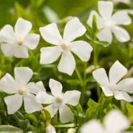 Vinca Minor - imagine 3