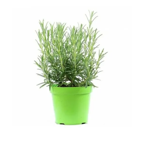 Rozmarin - imagine 1