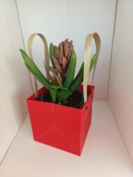 Bulbi de Zambile - imagine 2