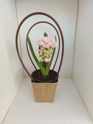 Bulbi de Zambile - imagine 4