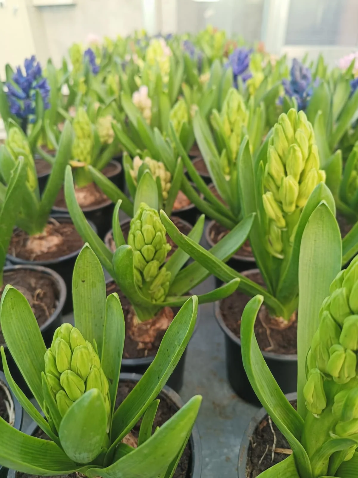 Bulbi de Zambile - imagine 1