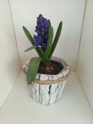 Bulbi de Zambile - imagine 3