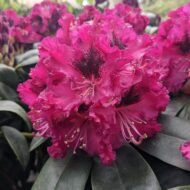 Rhododendron - imagine 10