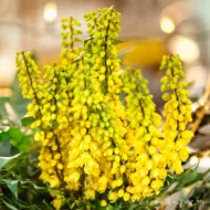 Mahonia Charity - imagine 2