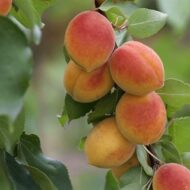 Cais Reale d’Imola