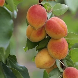 Cais Reale d’Imola - imagine 1