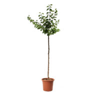 Cais Reale d’Imola - imagine 2