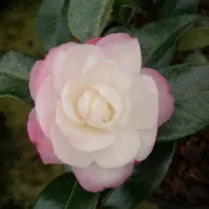 Camelia Sasanqua - imagine 10