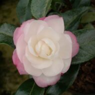 Camelia Sasanqua - imagine 10