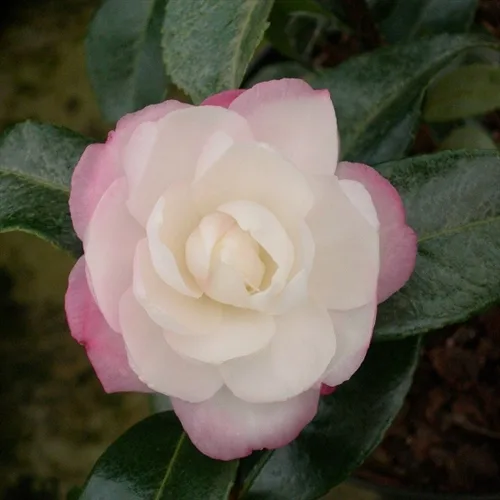 Camelia Sasanqua - imagine 10