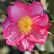 Camelia Sasanqua - imagine 4