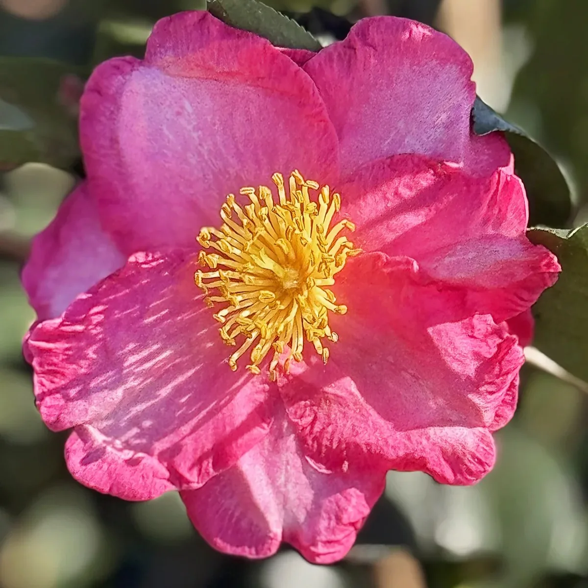 Camelia Sasanqua - imagine 4