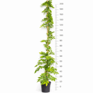 Glicină - imagine 2