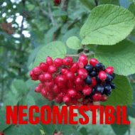 Viburnum Lantana - imagine 2