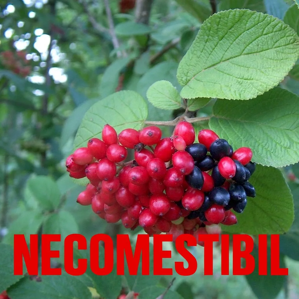 Viburnum Lantana - imagine 2