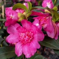 Camelia Sasanqua - imagine 3