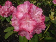 Rhododendron - imagine 5
