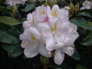 Rhododendron - imagine 4