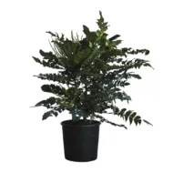 Mahonia Charity