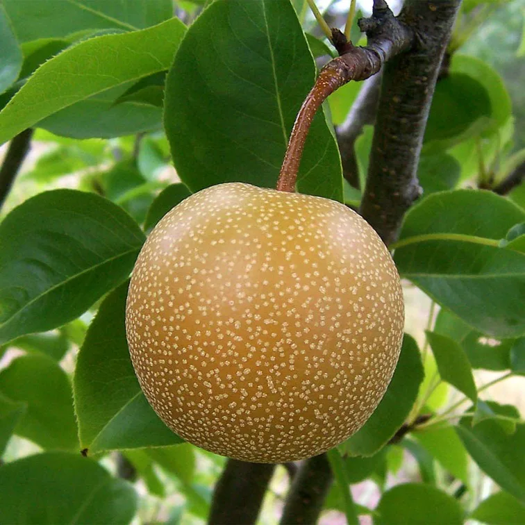 Para Nashi - imagine 1